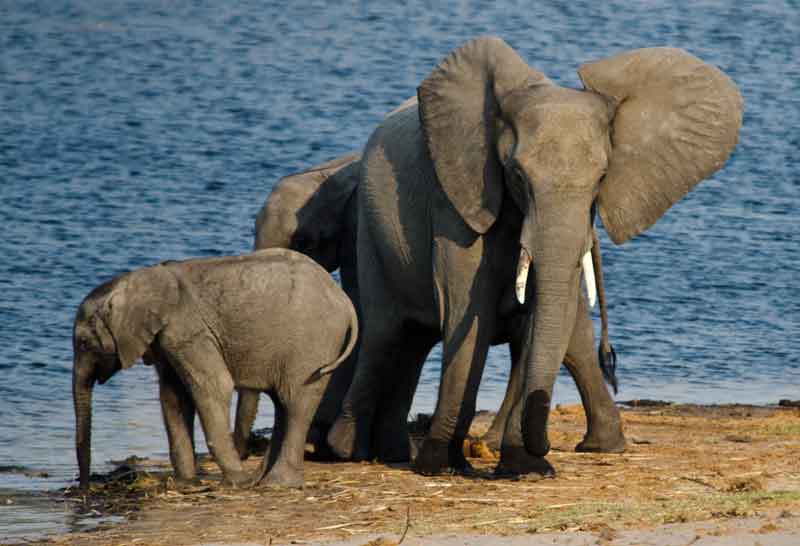 42 - Namibia - elefantes - parque nacional de Bwabwata